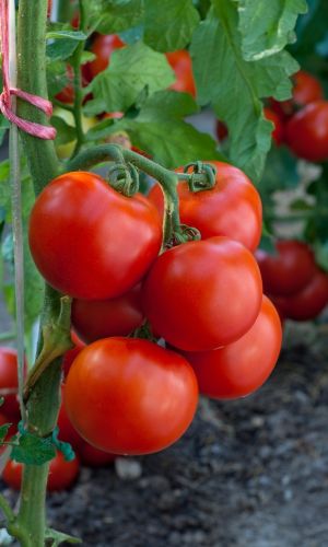 Томат МЛАДШИЙ ЛЕЙТЕНАНТ