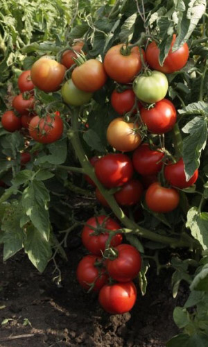 Томат НАДЕЖДА F1