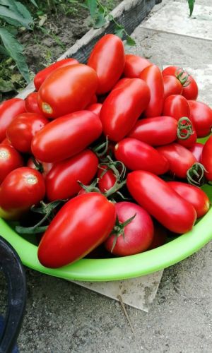 Томат НЕПАСЫНКУЮЩИЙСЯ ЦИЛИНДРИЧЕСКИЙ