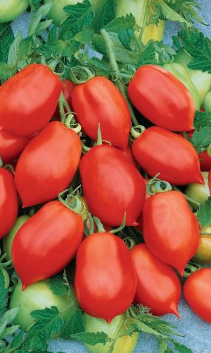 Томат НЕПАСЫНКУЮЩИЙСЯ КОНСЕРВНЫЙ &mdash; Супертомат для суперзасола! Самый неприхотливый!