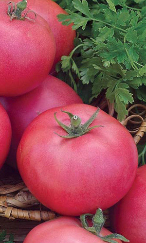 Томат НЕПАСЫНКУЮЩИЙСЯ МАЛИНОВЫЙ &mdash; Прост в уходе, не пасынкуется! Устойчив к погодным стрессам! Высочайшая завязываемость плодов в любую погоду!