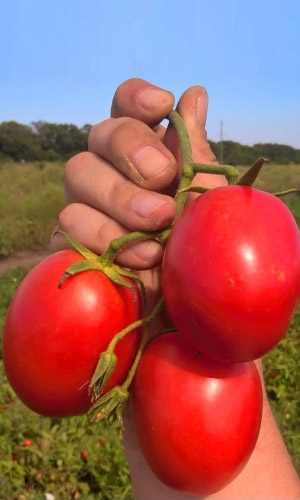 Томат НЕПАСЫНКУЮЩИЙСЯ СЛИВОВИДНЫЙ