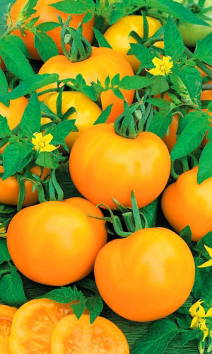 Томат НЕПАСЫНКУЮЩИЙСЯ ЯНТАРНЫЙ &mdash; Стабильная урожайность! Десертный вкус и аромат!