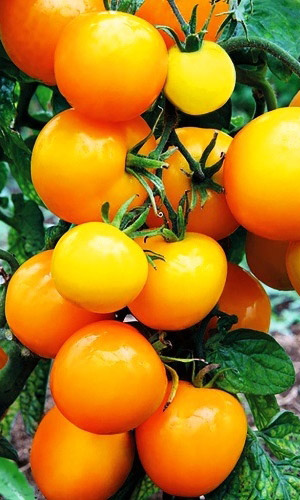 Томат НЕПАСЫНКУЮЩИЙСЯ ЖЁЛТЫЙ