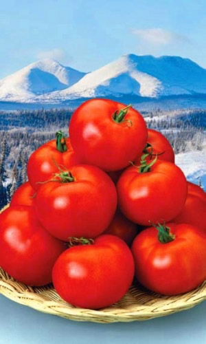 Томат НЕПАСЫНКУЮЩИЙСЯ