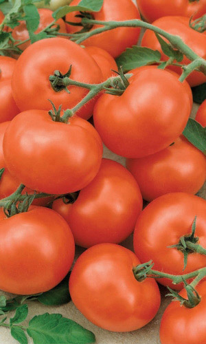 Томат НИКОЛА