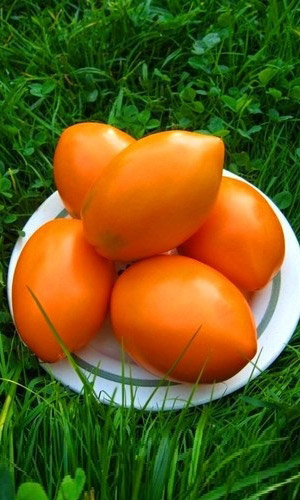 Томат ОЛЕСЯ — Мякоть нежная с бархатистым вкусом абрикос- манго! Не пожалеете!