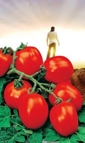 Томат ОЗАРЕНИЕ