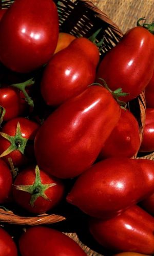 Томат ПЕРЦЕВИДНЫЙ ГИГАНТ &mdash; Индетерминантный! Мясистый и сладкий!