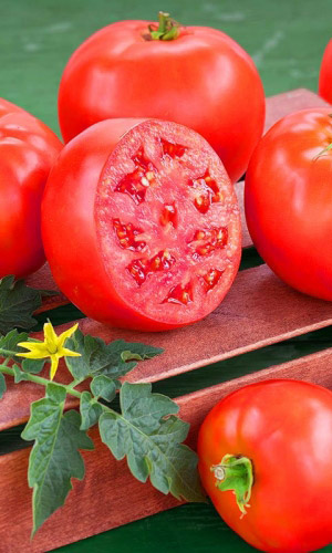 Томат ПЕРСЕЙ