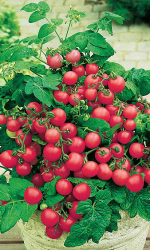 Томат ПИНОККИО