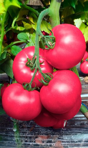 Томат ПОБЕДА F1