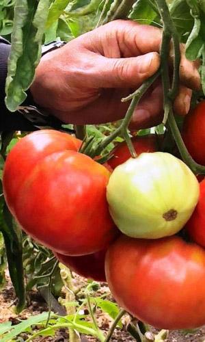 Томат ПОДАРОЧНЫЙ (большой пакет)