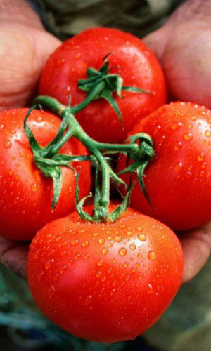 Томат ПРИПОЛЯРНЫЙ &mdash; Ультраскороспелый! Холодостойкий! Не требует подвязки и пасынкования!