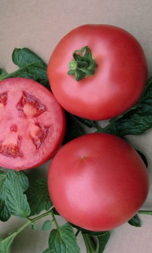 Томат РОЗОВЫЙ ФЛАМИНГО (большой пакет) &mdash; Семян в 5 раз больше, чем в обычном пакете!