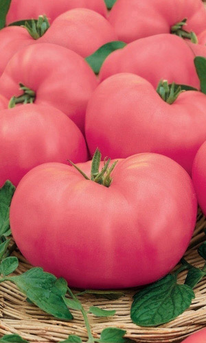 Томат САХАРНЫЙ ВЕЛИКАН