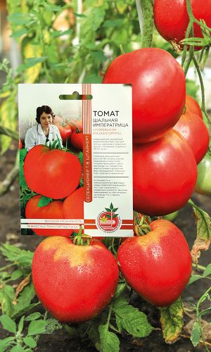 Томат ШАЛЬНАЯ ИМПЕРАТРИЦА коллекция Татьяны Штайнерт