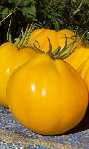 Томат СИБИРСКАЯ ГРУША ЖЁЛТАЯ &mdash; Скороспелый! Вкуснейший! Идеален для цельноплодного консервирования!