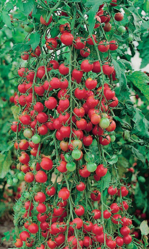 Томат СЛАСТЕНА F1