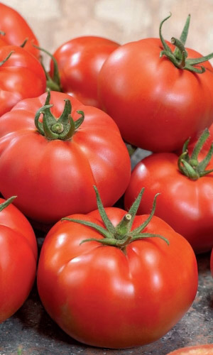 Томат СПАРТАКИАДА F1