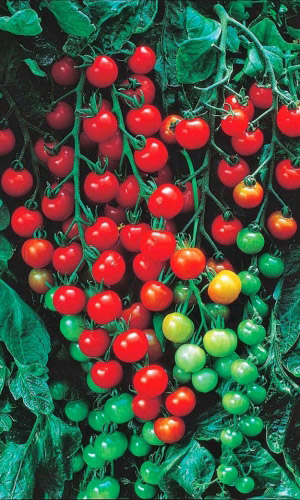 Томат СВИТ ЧЕРРИ F1