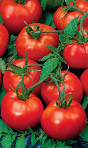 Томат ТРАНС КИНГ F1