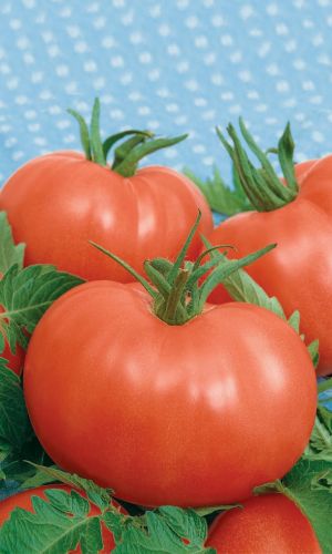 Томат ТУРБИНА F1 &mdash; Суперурожайный! Раннеспелый! Жаростойкий! Устойчив к растрескиванию!