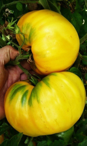 Томат УРАЛЬСКИЙ ГИГАНТ ЛИМОННЫЙ &mdash; Коллекционный сорт! Ценится за крупноплодность и высокие вкусовые качества! Аромат с нотками лимона!