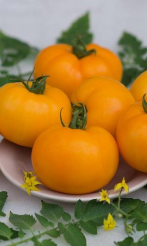 Томат ВИКИНГ