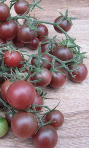 Томат ВИШНЯ ЧЁРНАЯ