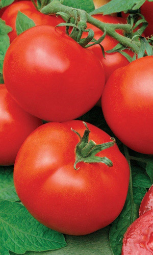 Томат ВОЛГОГРАДСКИЙ 323