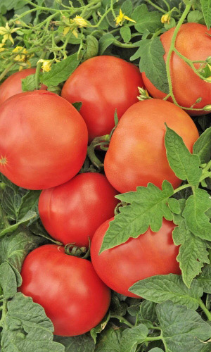 Томат ЯБЛОНЬКА РОССИИ