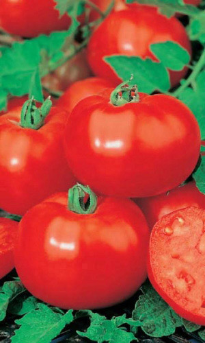 Томат ЗОЛУШКА &mdash; Пластичный! Очень урожайный! Вкус превосходный: сладкие, сочные, не пожалеешь! Устойчив к фитофторе!