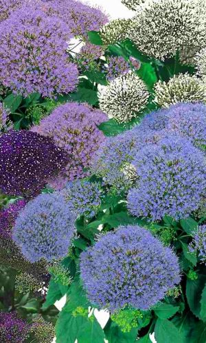 Трахелиум СУПРИМ СМЕСЬ