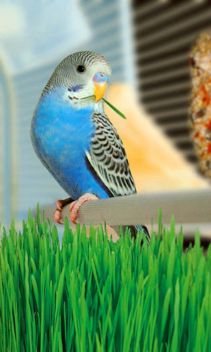 Трава ДЛЯ ПОПУГАЕВ