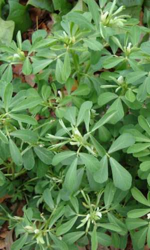 Тригонелла ГРИБНАЯ ТРАВА