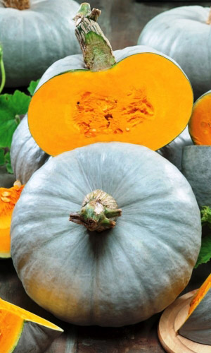 Тыква КЛАВДИЯ