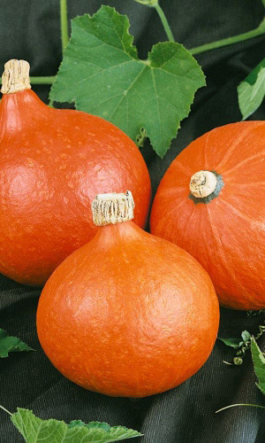 Тыква КОНФЕТКА (КАРАМЕЛЬКА)