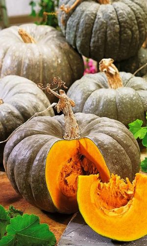 Тыква ЛЕЧЕБНАЯ