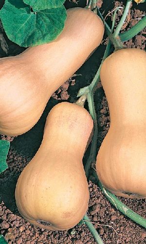 Тыква МЕДОВЫЙ АВГУСТ &mdash; Высокая урожайность! Лёжкая! Сладкая! Ароматная!