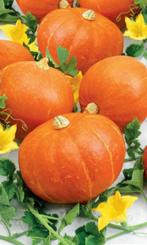 Тыква ОЛЬГА &mdash; Для десертов, джемов, цукатов и сладких каш! Порционная! Дружное созревание!