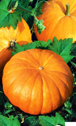 Тыква ВЕСЁЛАЯ ТОЛСТУШКА