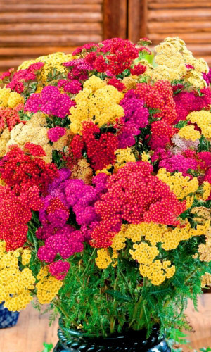 Тысячелистник ВСПЫШКИ ОСЕНИ