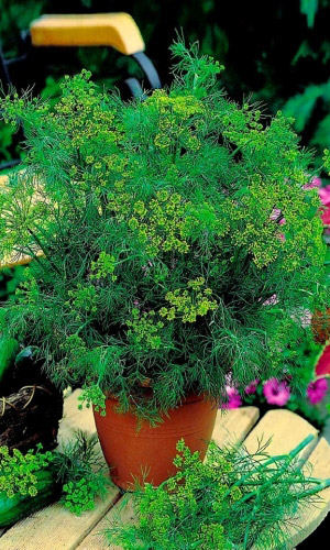 Укроп БОРЕЙ