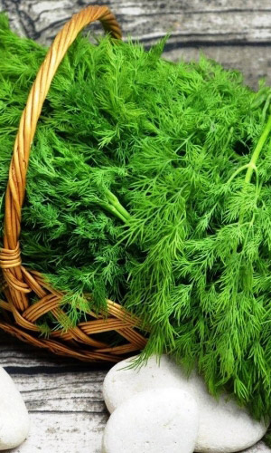 Укроп ЧЕМПИОН &mdash; Чемпион по многим дисциплинам: обилие зелени, быстрота отрастания, пряно-сладкий вкус и яркий аромат! Стоит пушистым и зелёным до морозов!