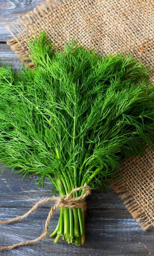 Укроп ГЕРКУЛЕС / ГЕРАКЛ