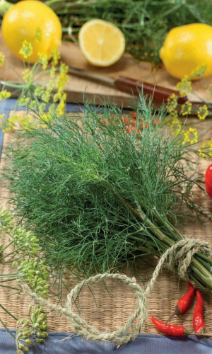 Укроп ГЕРМАН