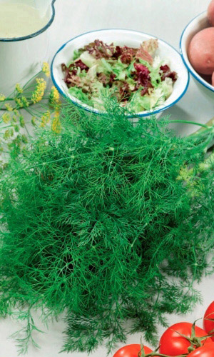 Укроп ИМПЕРАТОРСКИЙ УД