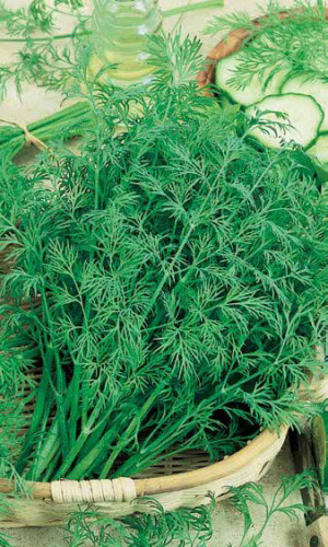 Укроп КИБРАЙ