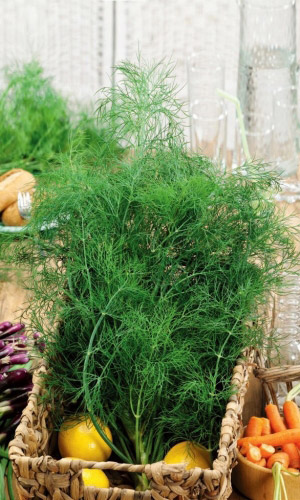 Укроп МОРОЗ ИВАНЫЧ &mdash; Специальный сорт для заморозки!